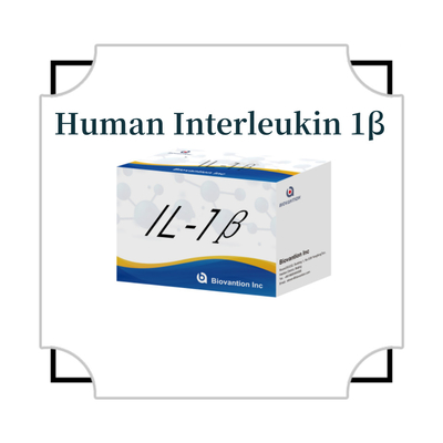 Elisa Interleucina humana 1β ((IL-1β) Solo para uso en investigación