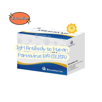 Anticorpos contra el parvovirus humano B19 IgM Kit de pruebas ELISA Kit de diagnóstico